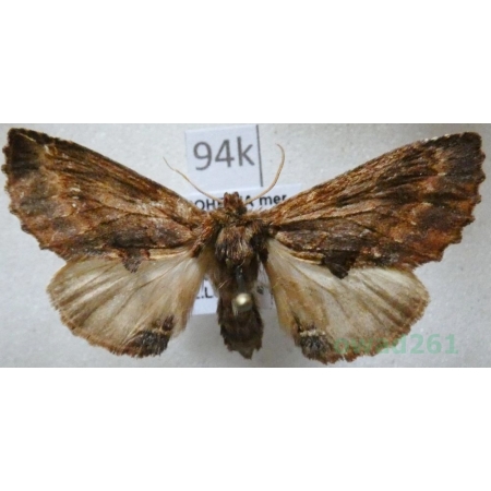 Ptilodon capucina (Linnaeus, 1758) male Wiechetka wielbłądka Czech94k